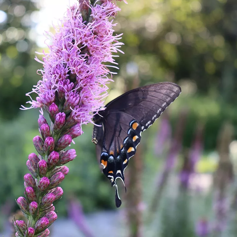 ‘Kobold’ Blazing Star – Liatris spicata