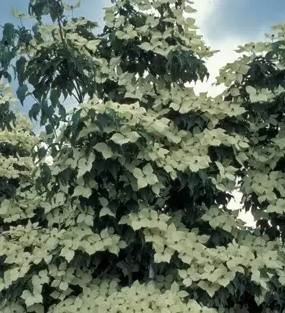 Korean Dogwood – Green Sleeves