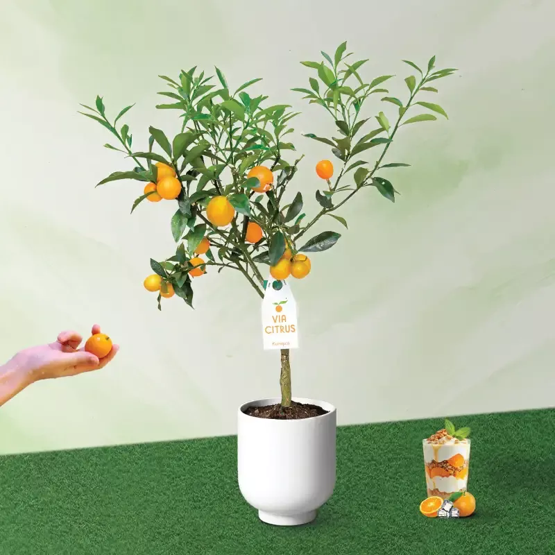 Kumquat (Grafted)