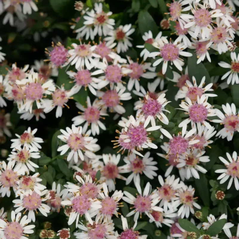 ‘Lady in Black’ Aster