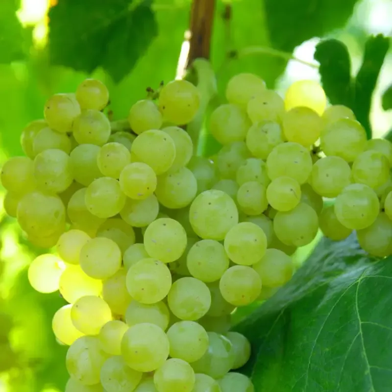 Lakemont Seedless Grape Vines