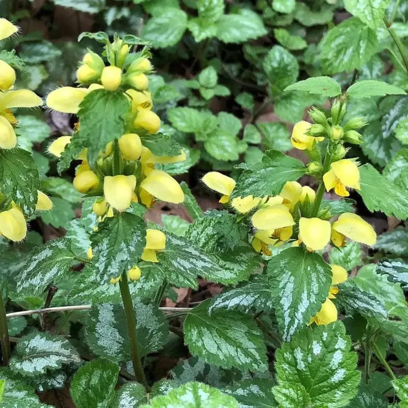 Lamiastrum Galeobdolon ‘Variegatum’ Yellow Archangel – [CG]