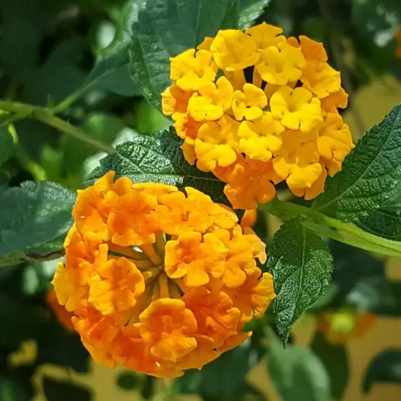 Lantana camara ‘Bandana Orange