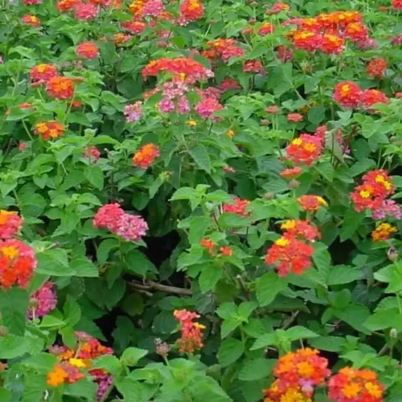 Lantana camara ‘Miss Huff’ – [EG]