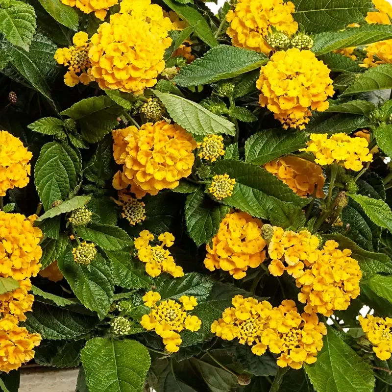 Lantana ‘Luscious Royale Lemon Tart’