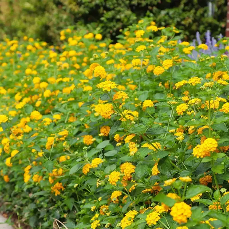 Lantana X ‘New Gold’ – [EG]