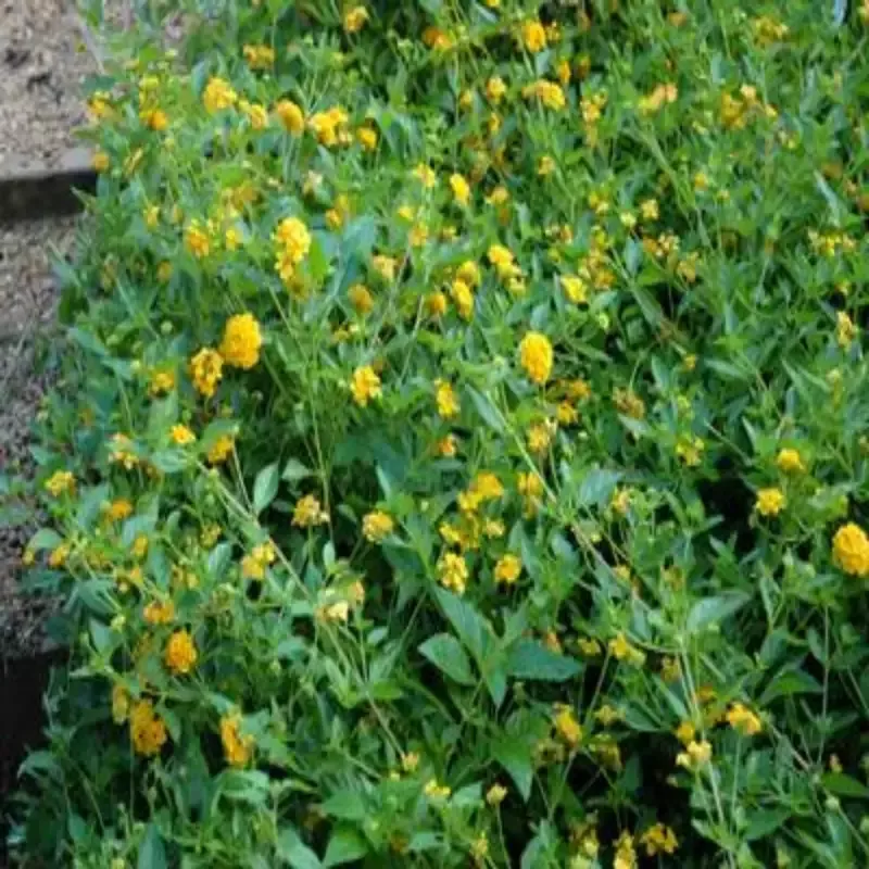 Lantana X ‘New Gold’ Multipack