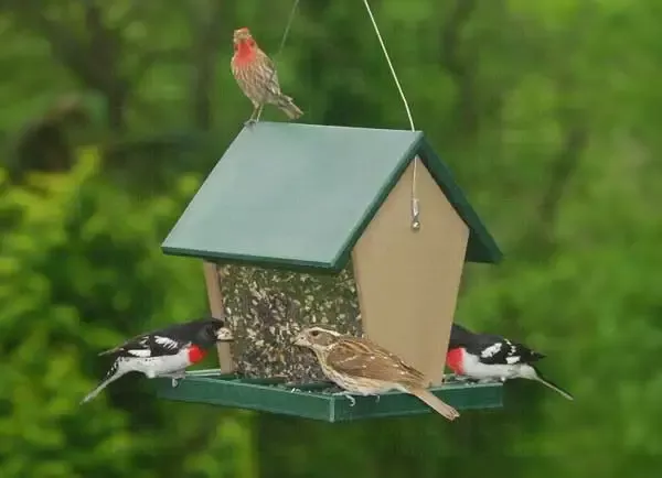 Large Hopper Feeder