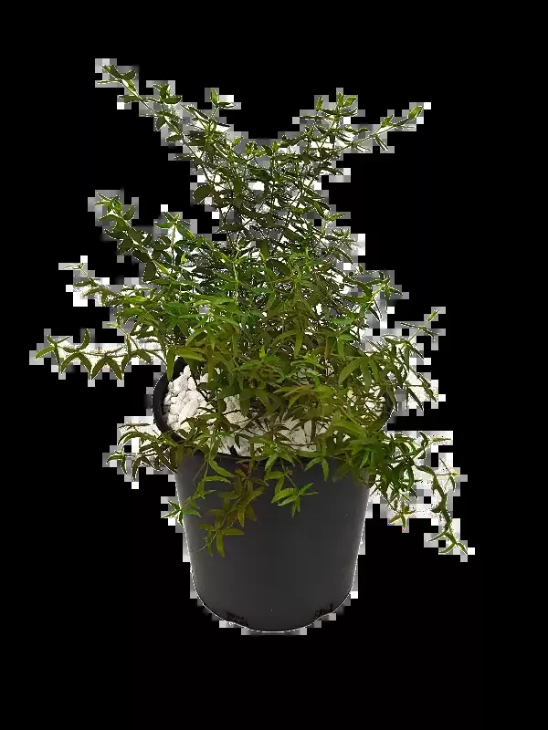 Larrea tridentata – Creosote Bush