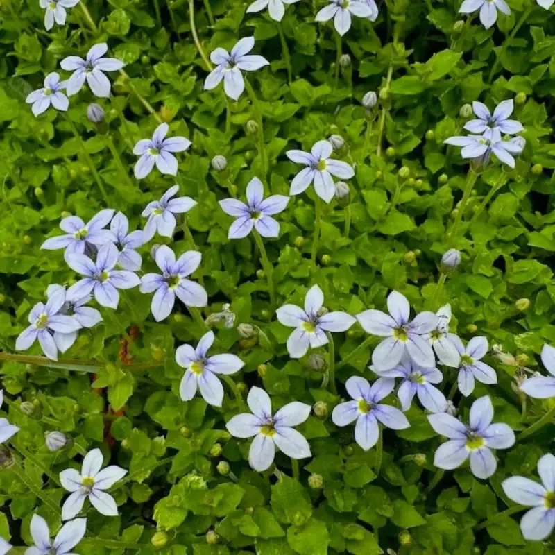 Laurentia Fluviatilis ‘Blue Star Creeper’ – [CP]