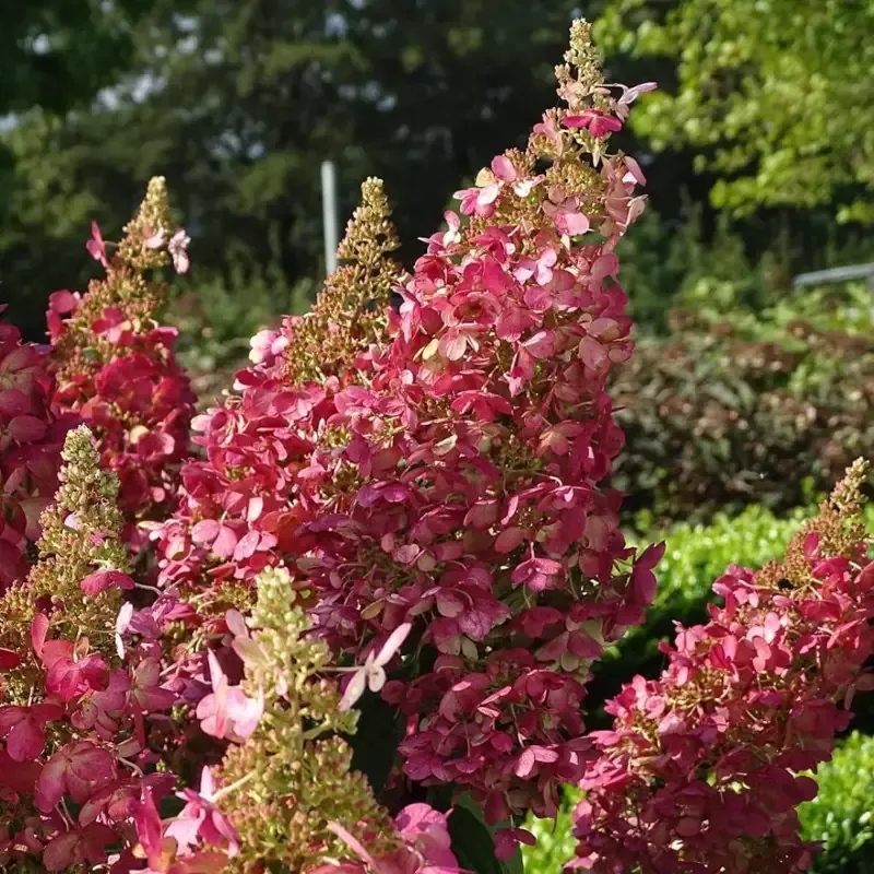 Lavalamp Candlebra Hydrangea