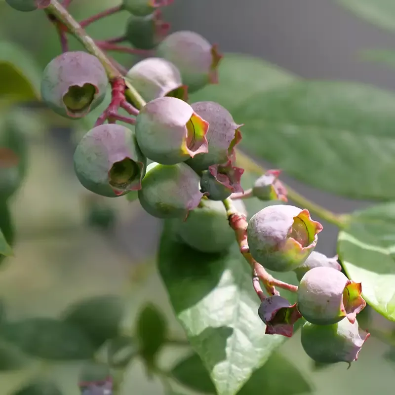 ‘Legacy’ Blueberry