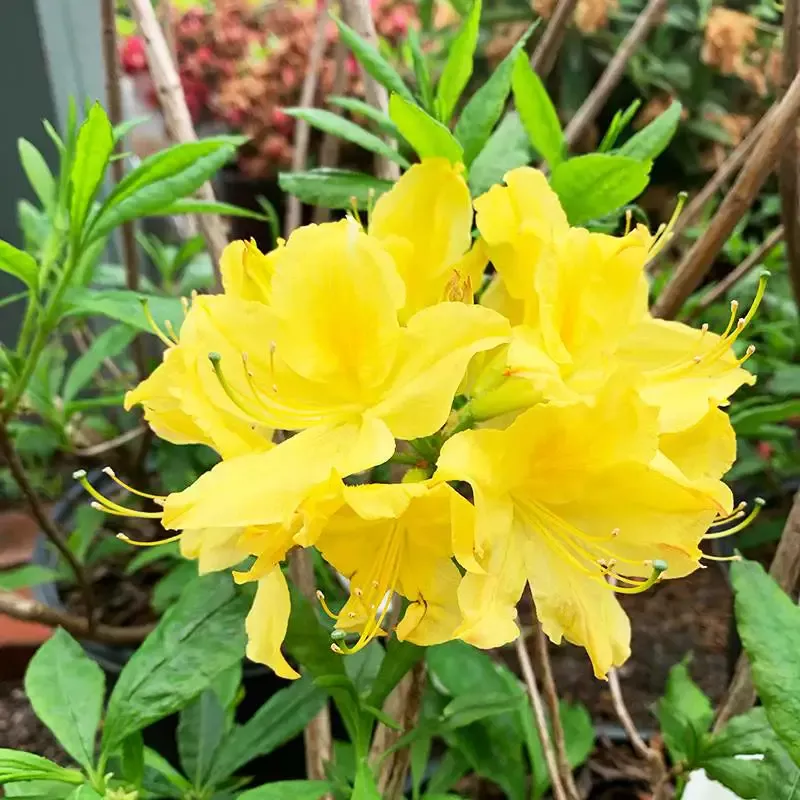 Lemon Lime Azalea