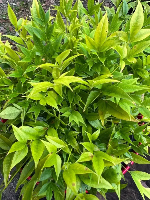 ‘Lemon-Lime’ Nandina