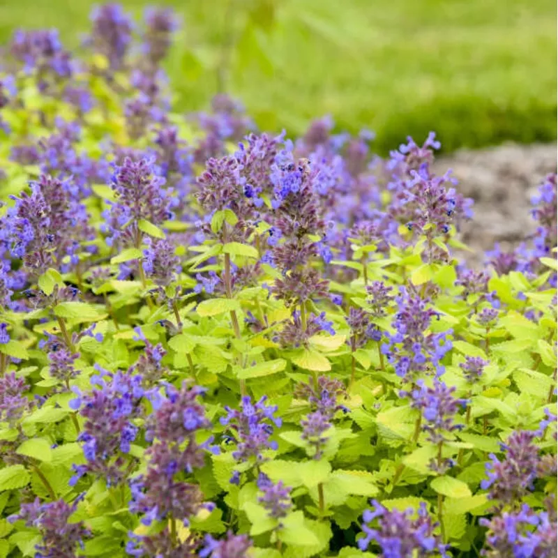 ‘Lemon Purrfection’ Nepeta | Proven Winners