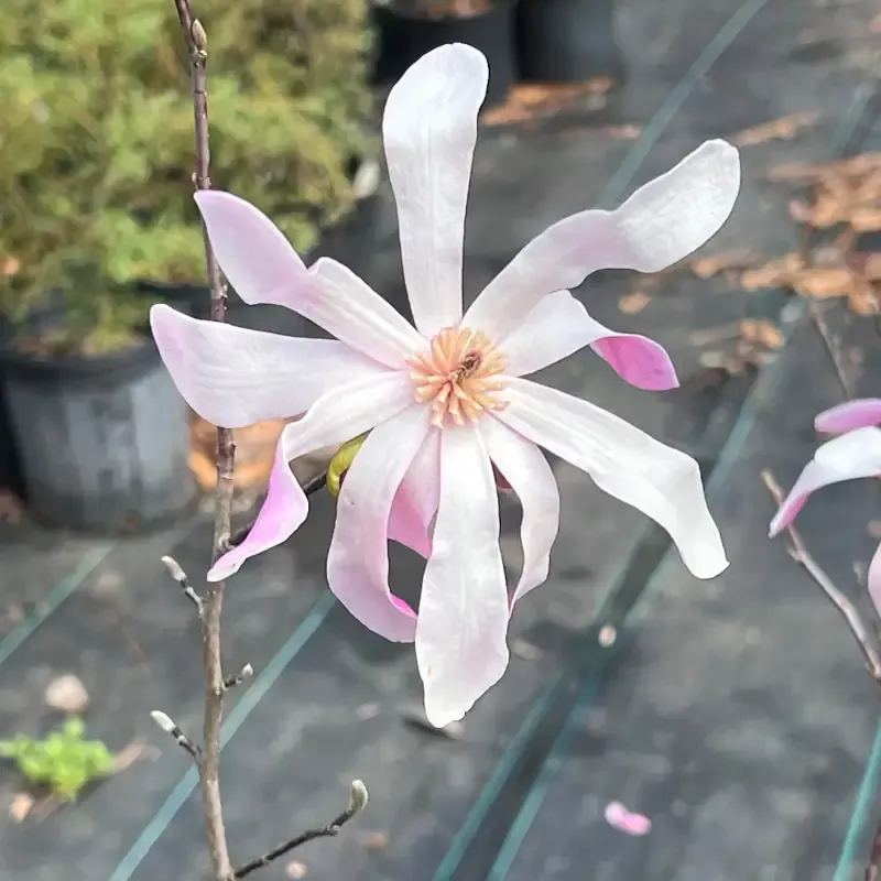 Leonard Messel Magnolia Tree