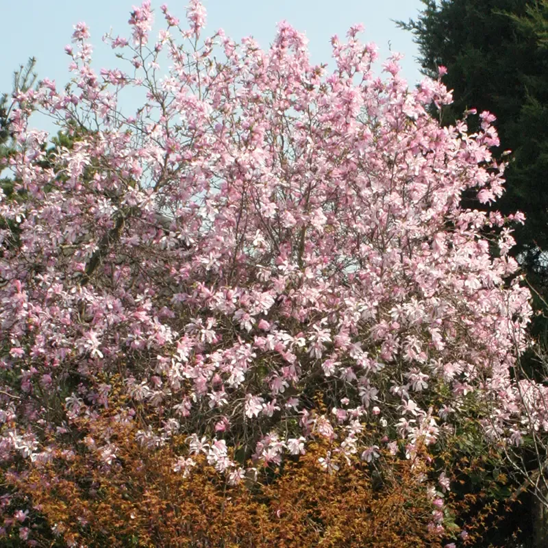 ‘Leonard Messel’ Magnolia