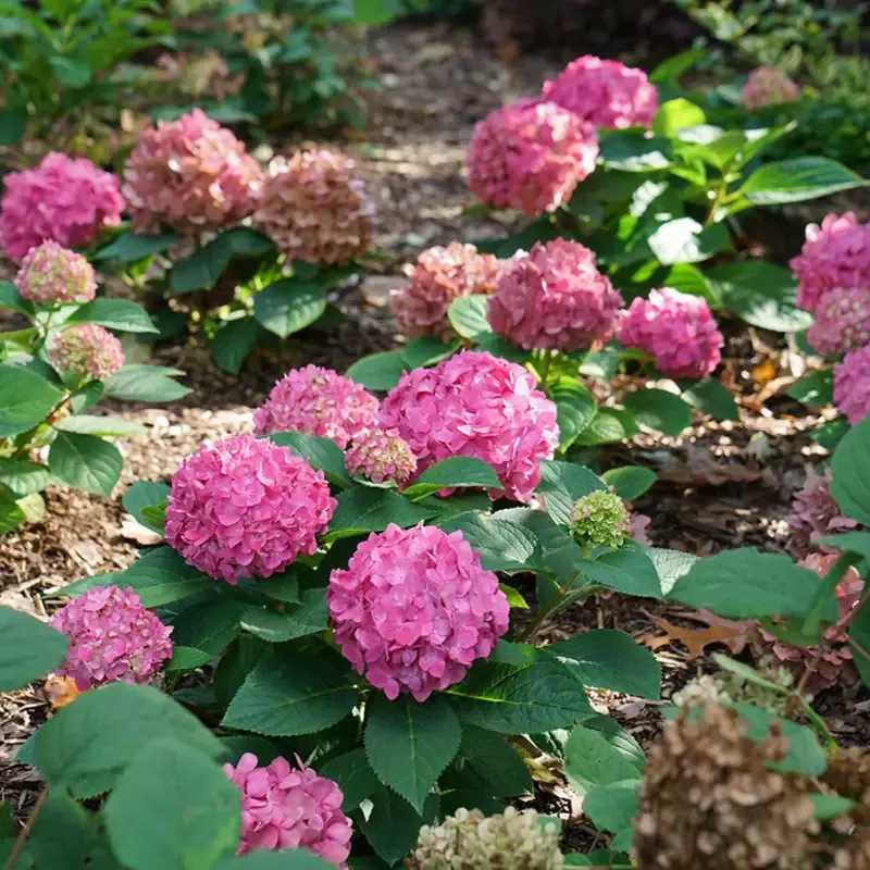 Let’s Dance Arriba Reblooming Hydrangea