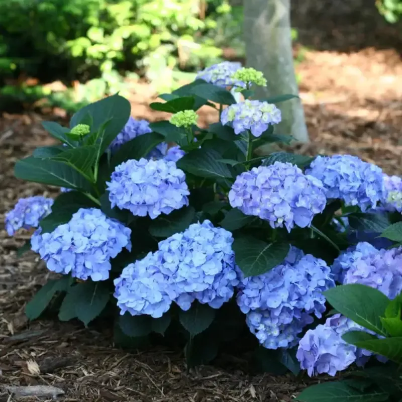 Let’s Dance Blue Jangle Reblooming hydrangea