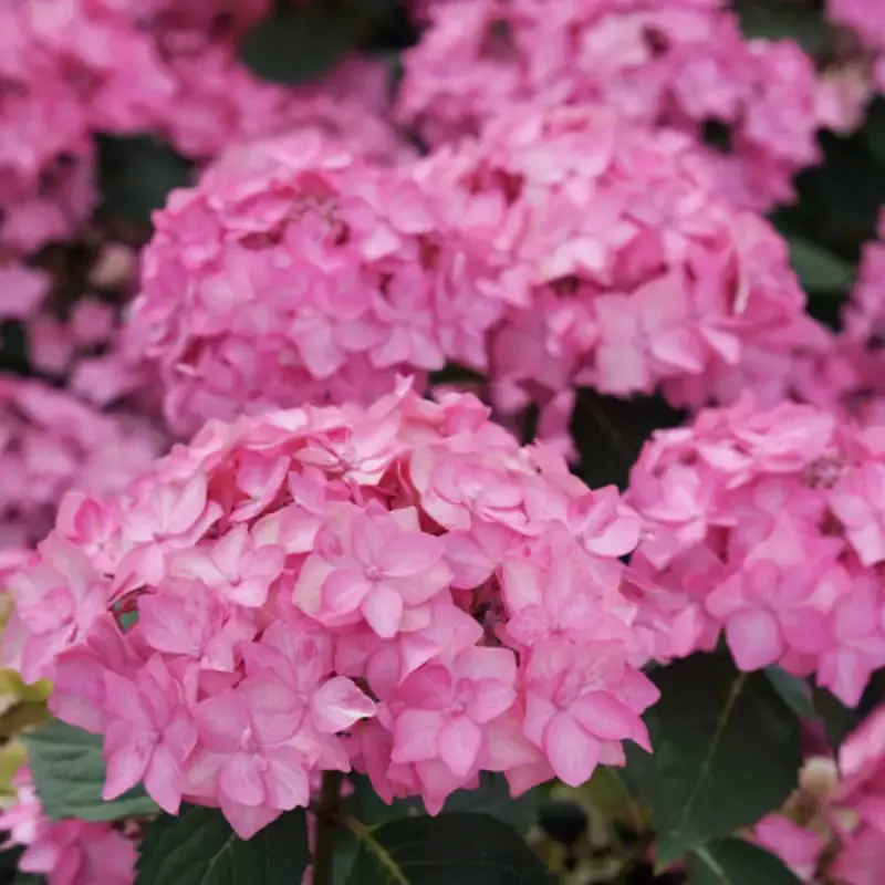 Let’s DanceCan Do Reblooming hydrangea