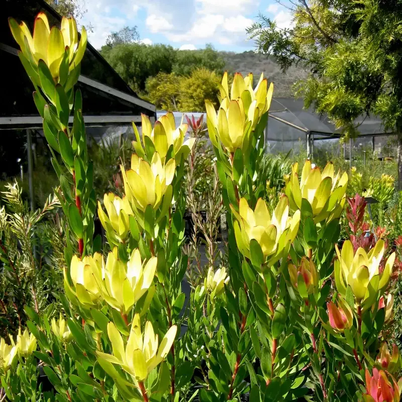 Leucadendron Safari Goldstrike