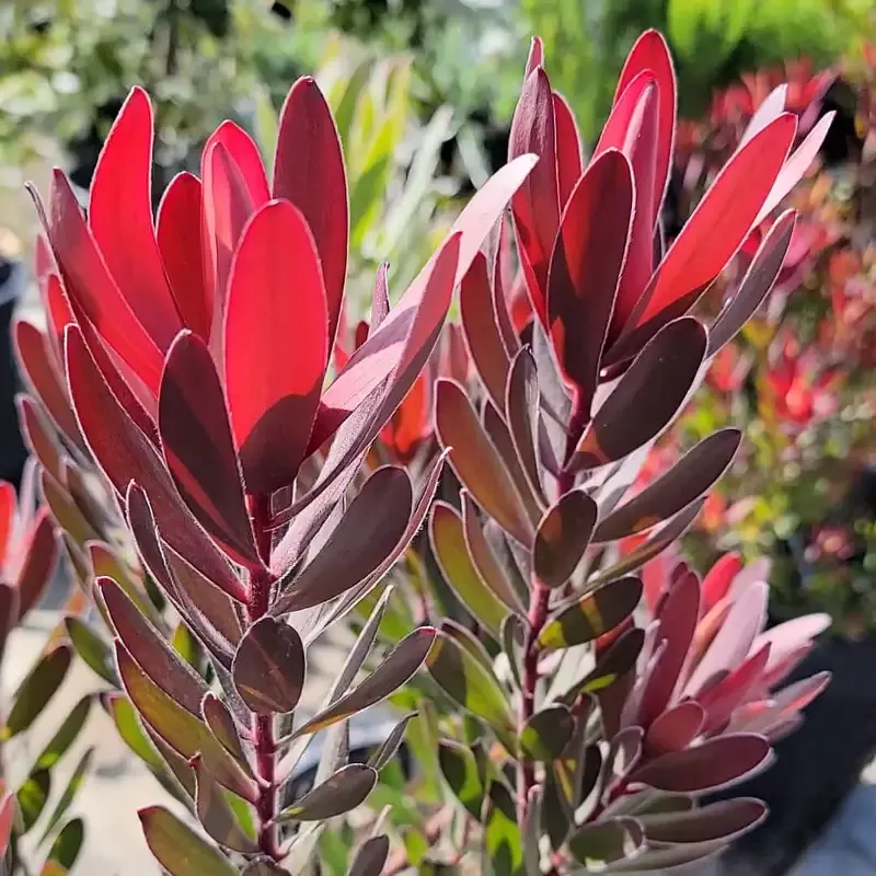Leucadendron ‘Safari Sunset’