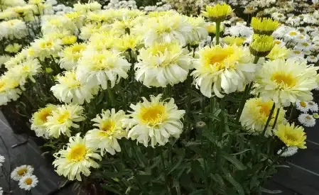 Leucanthemum ‘Real Charmer’ Daisy