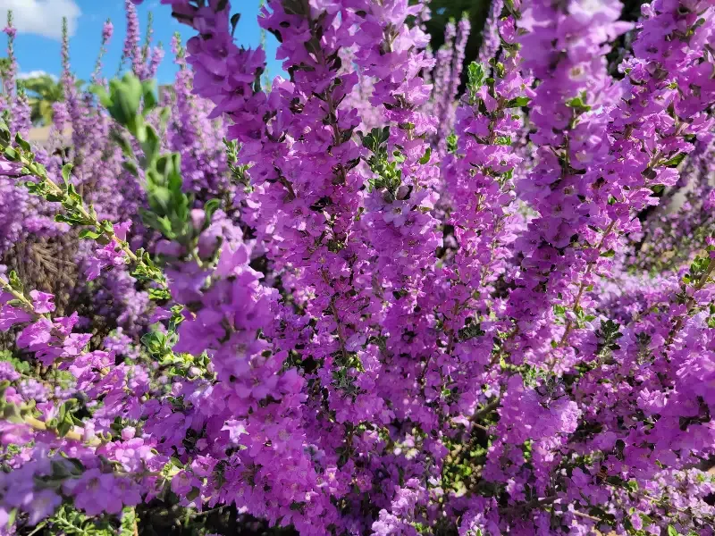 Leucophyllum laevigatum – Chihuahuan Sage