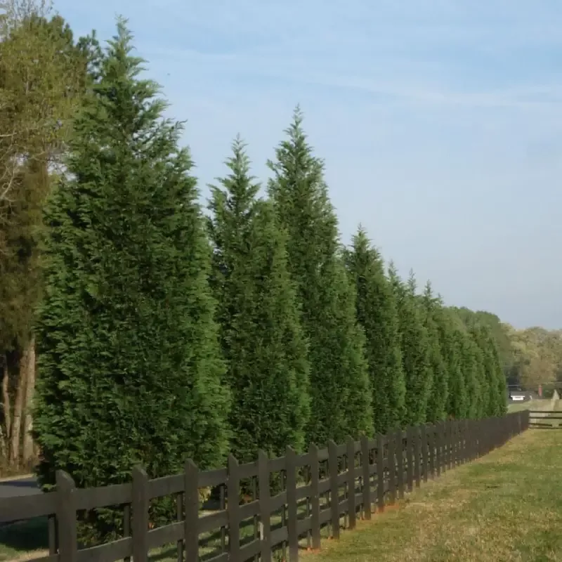 Leyland Cypress Tree – (Christmas Tree)