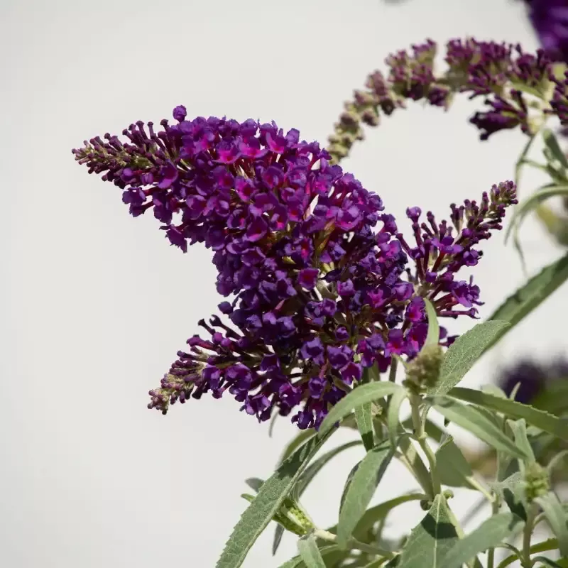 Li’l GrapeButterfly Bush