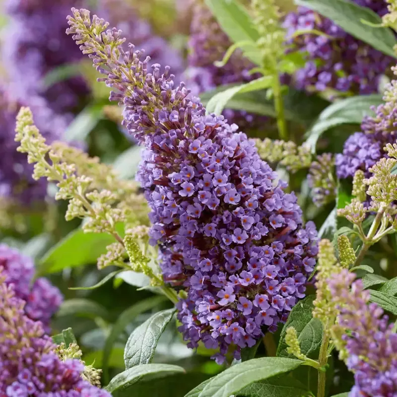 Li’l LlavenderButterfly Bush