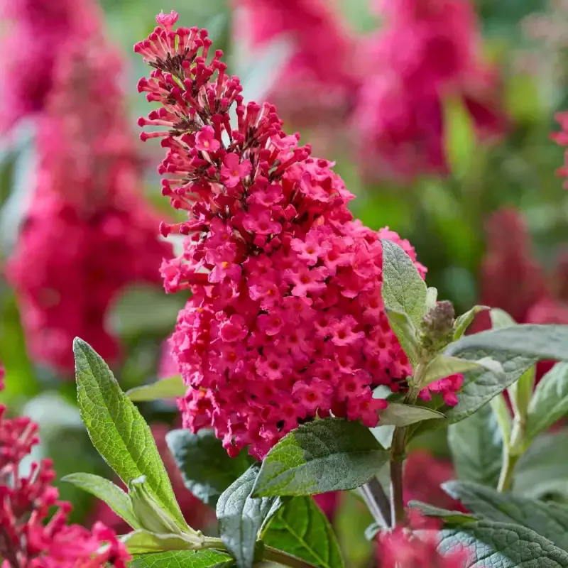 Li’l Rberry Butterfly Bush