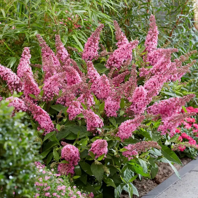 Li’l Taffy Butterfly Bush