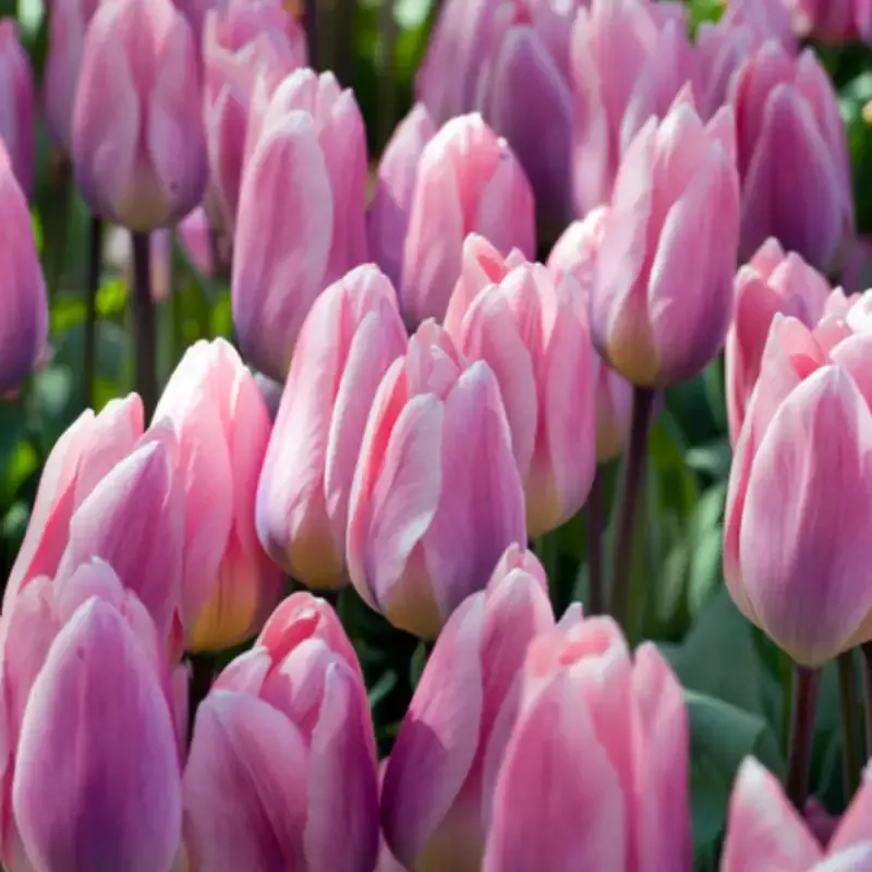 ‘Light and Dreamy’ Tulip