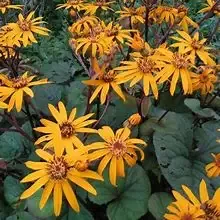 Ligularia ‘Desdemona’