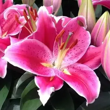 Lilium – After Eight