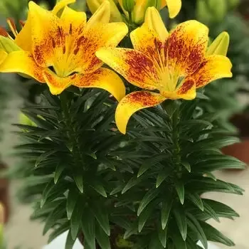 Lilium – Tiny Nugget Asiatic Lily