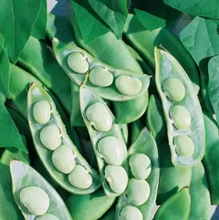 Lima Bean – Fordhook 242 Seed