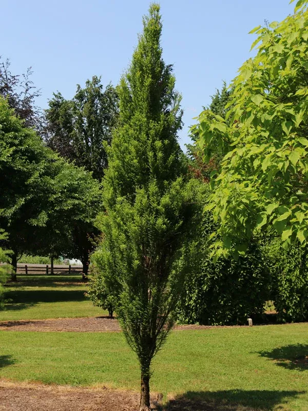 Lindsey's Skyward™ Baldcypress