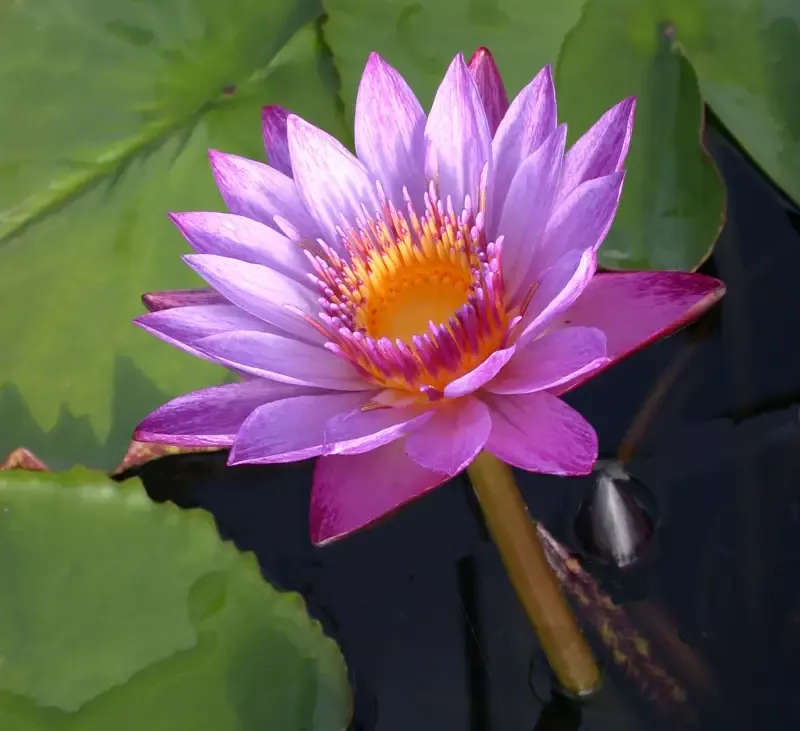 Lindsey Woods – Day Blooming Tropical Lily