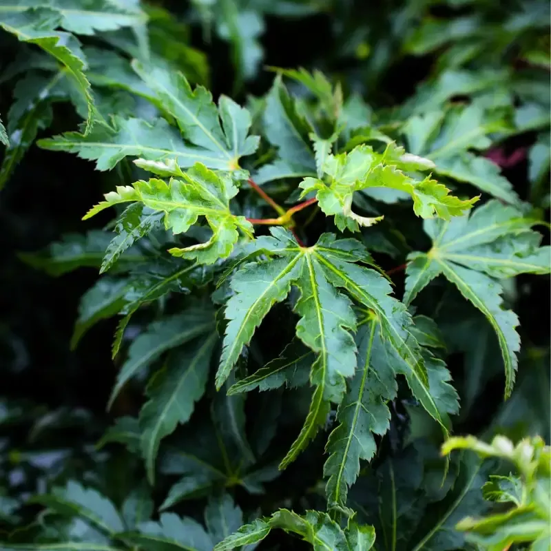 Lion’s Head Japanese Maple