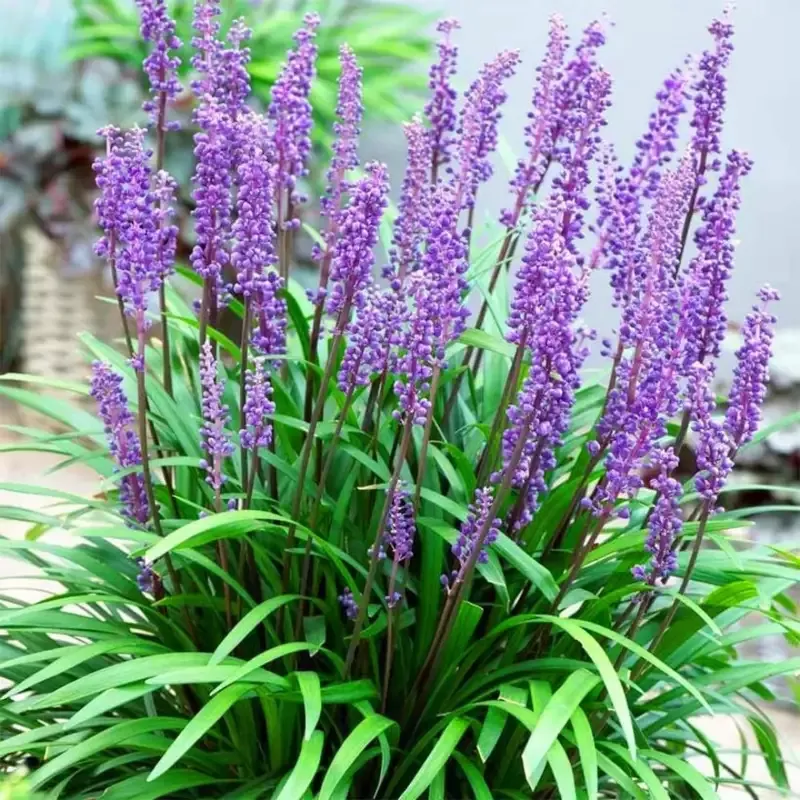 Liriope Muscari ‘Big Blue’ Monkey Grass