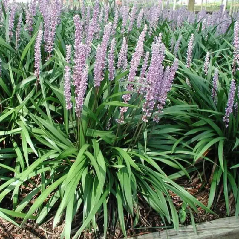Liriope Muscari ‘Classic Blue’ Ingwersen Lily Turf – [EG]