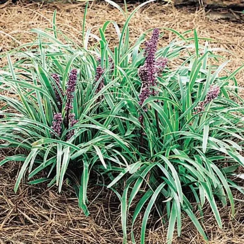 Liriope Muscari John Burch Lily – [CG]