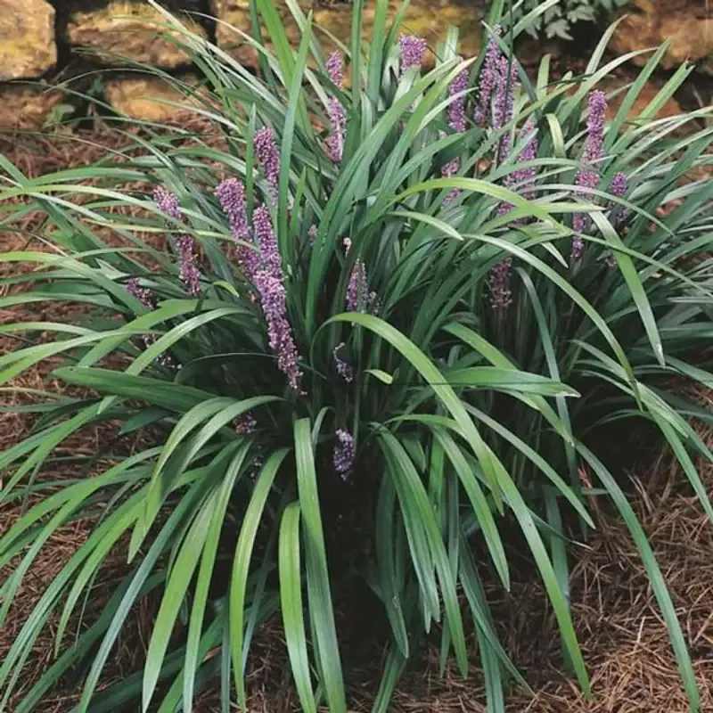Liriope Muscari ‘Majestic’ Lily
