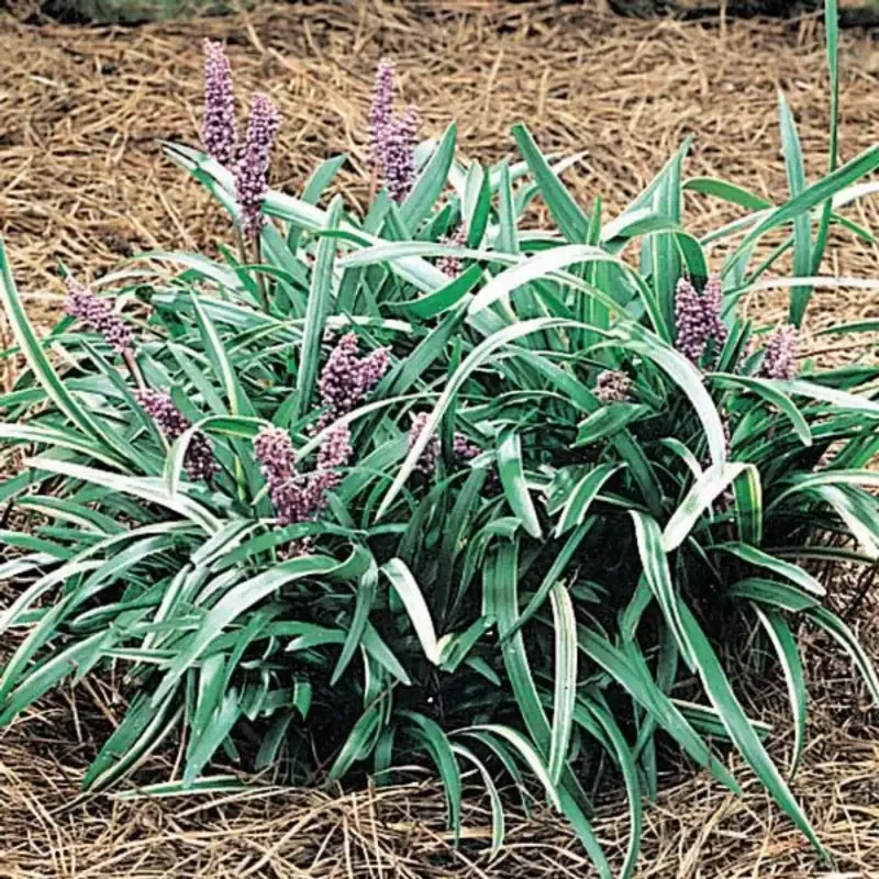 Liriope Muscari ‘Silver Midget’ Lily Turf