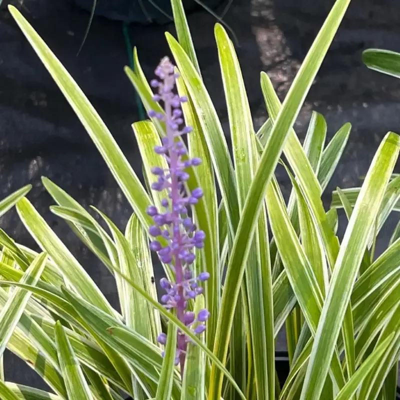 Liriope Muscari ‘Variegata’ Lily Turf