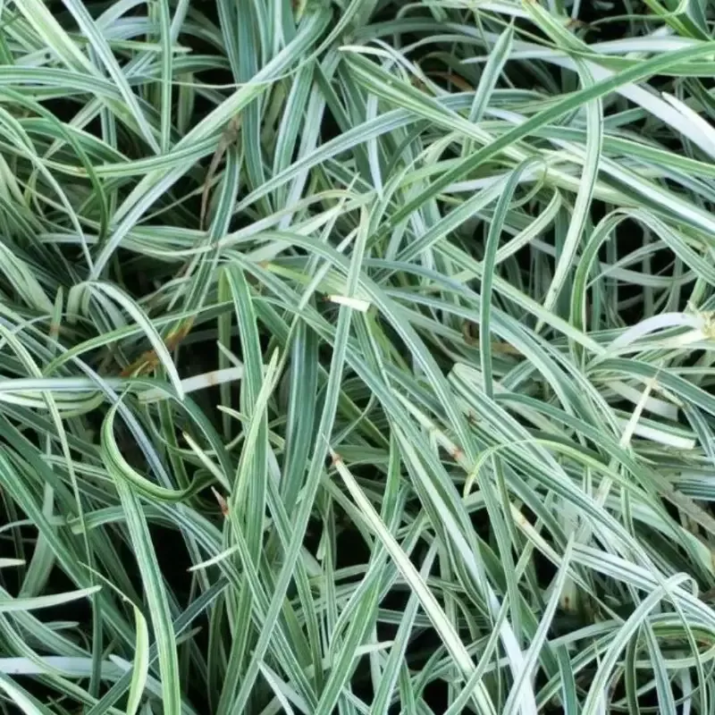 Liriope Spicata ‘Silver Dragon’