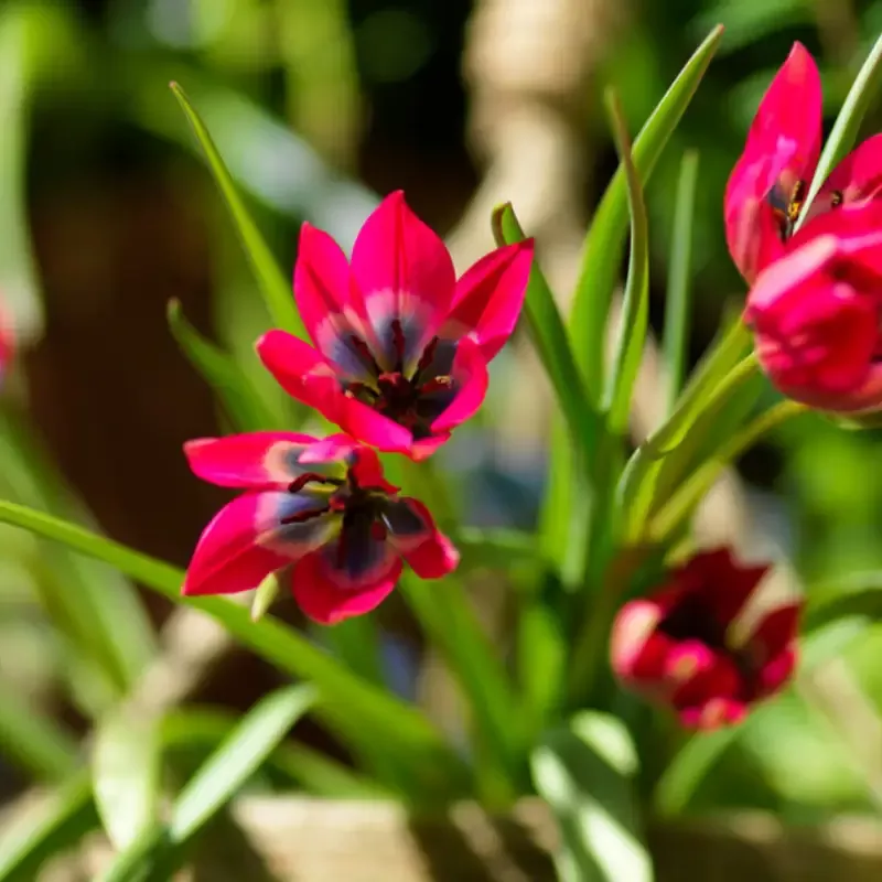 ‘Little Beauty’ Dwarf Tulip