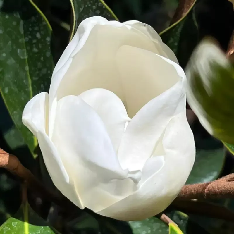Little Gem Dwarf Magnolia Tree